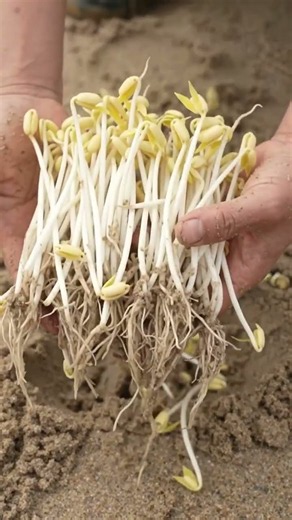 🌱 Harvesting Fresh Bean Sprouts From The Sand #khetibadi #farming #trending #paddy #viral #vlog