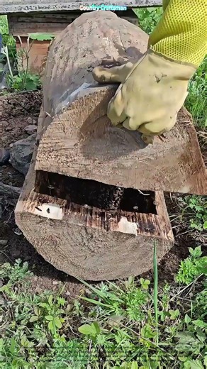 Beekeeping Reimagined: How Hollow Logs Became Ancient Hive Tech