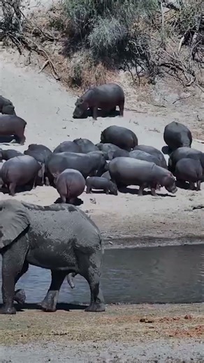 Elephants, Hippo and Zebras