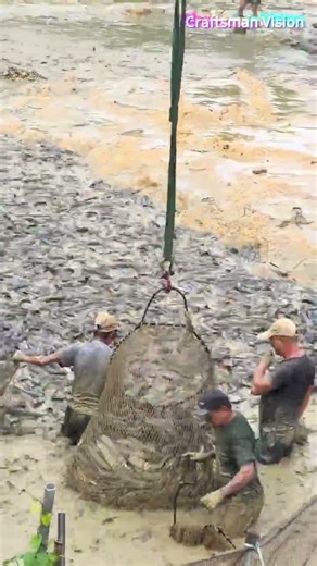 High-density catfish pond draining: Efficient catching with enclosure nets and large landing nets