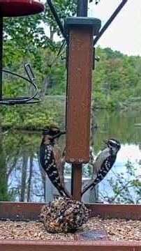 Interestingly Colored Hairy Woodpecker Stops By Cornell Feeders