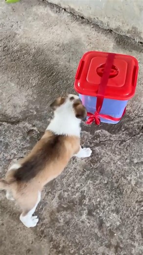 Unboxing of DROOLS starter || #shorts #unboxing #trending #shortsfeed #shortsviral #puppy