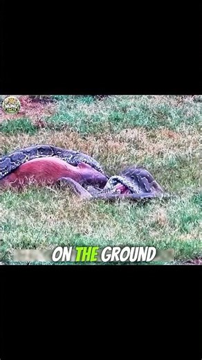 Python Tried Eating an Antelope… Then This Happened 😨 #shorts