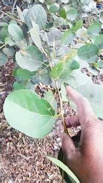 लगि शर्त ! आप इस पौधे को पहचान नहीं पाएंगे... On Health Channel By Vishal Sathye, Motivational Video