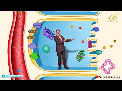 Thyroid Hormone Synthesis Animation: Iodine Trapping, Organification & Coupling / Dr G Bhanu Prakash