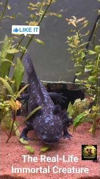 “This Animal Can Regrow Its Brain 😳”“Axolotl: The Real-Life Immortal Creature”