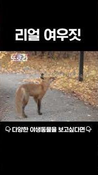 리얼 여우짓 #또로라 #이창섭 #솔라 #형원