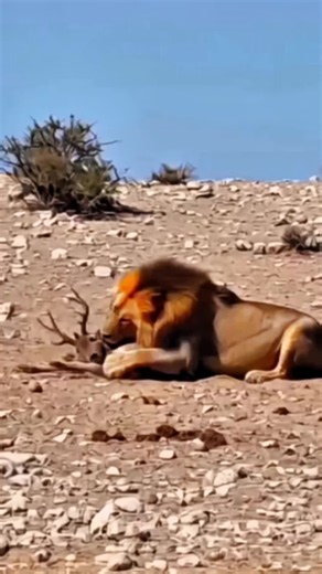 Funny animals: short animal comedy clips