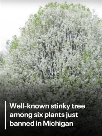The Michigan Department of Agriculture and Rural Development recently banned six invasive plants, including a tree known for its smell. Tap the link in our bio to read more.
