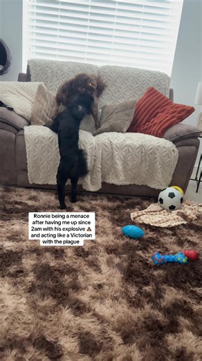 I have been hosing the garden down all hours of the night. I do not have the energy for this adhd child of mine right now😂 #dramaticdog #nosleep #cockapoo #dogslife #goodmorning 🐾🐾