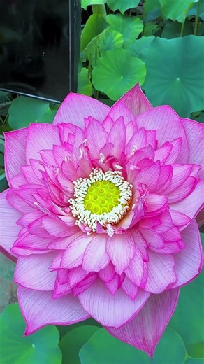 To grow beautiful lotus flowers at home, taking photos of the right