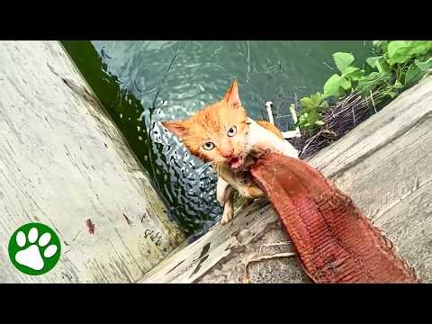 Kitten Holds On For Dear Life As Stranger Tries To Save Her 🥺❤️