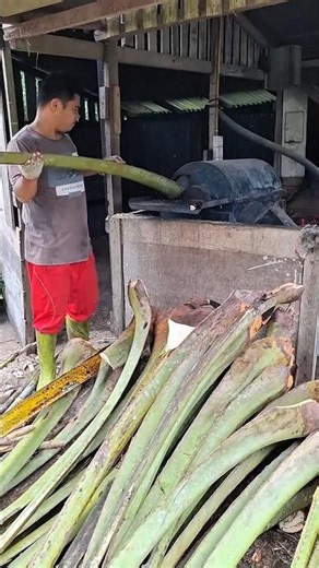Farmers Turn Coconut Waste Into Super Cow Food!#viralvideo #shorts #facts