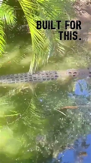 Built For This 🐊 | Saltwater Crocodiles at Wildlife Habitat Port Douglas
