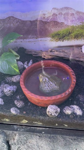 What Is This Giant Toad Inside Noah’s Ark Amaya CDO? 😳🐸 We Didn’t Expect This Up Close