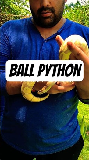 Why the Ball Python is the 'Puppy' of the Snake World 🐍✨ #urbanwildlife