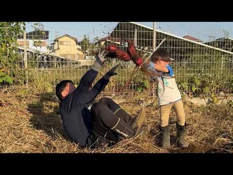 さつまいも収穫したら大成功でした！【さつまいも収穫時期】【大根の間引き】26/10/15