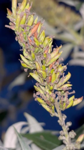 Buddleja, also known as butterfly bush or summer lilac, Buddleja davidii. #nature #flowers #uk #1k