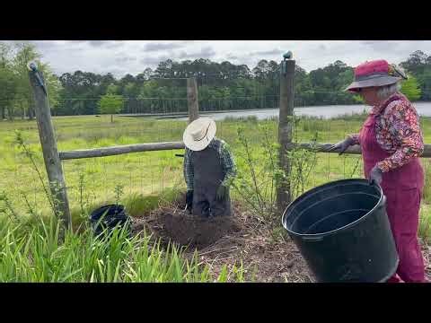 Crape Myrtles: Planting a Tuskegee & Showin New Growth on Others