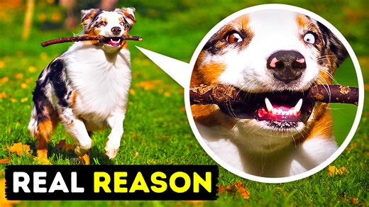 Decoding 21 intriguing dog behaviors