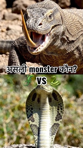 Komodo Dragon vs King Cobra: Asli Monster Kaun? 😱 #shorts #wildlife
