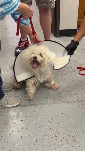 I am not sure how to get in there with this dog #meandog