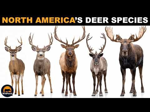 Every Deer Species in North America Explained