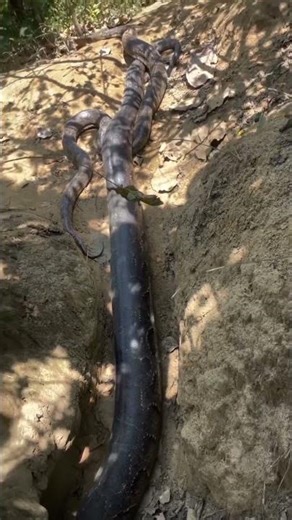 Ultimate Snake Showdown 🐍 | Python & Anaconda Final Survival Battle (Part 3) 😱🔥#animals