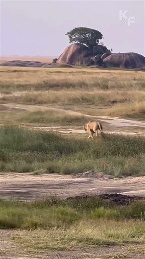 Lion vs Hyena Brutal Ambush in the Wild
