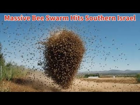Massive Bee Swarm Hits Southern Israel
