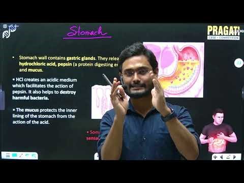 Master Human Digestion in Minutes! | Class 10 Biology Crash Course