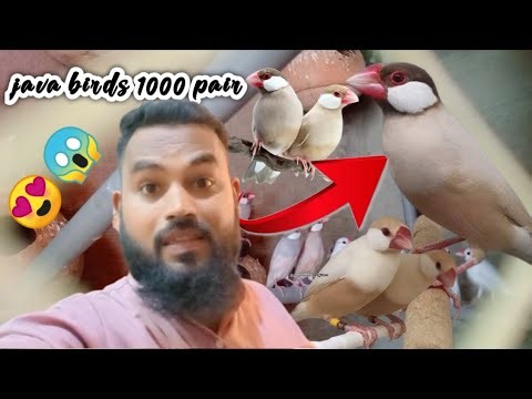 Java Spearow 1000 pair Birds per offer | Lalukhet Se bhi Kam price me le Jao|java cheapest price