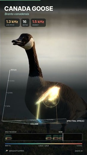 Canada Goose Sound: More Than Just a Honk #Shorts