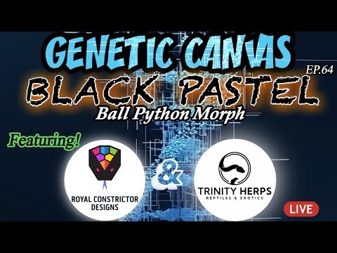 GENETIC CANVAS- BLACK PASTEL & FIRST EVER! SPLIT BALL PYTHON MORPH BREAKDOWNS -EP64