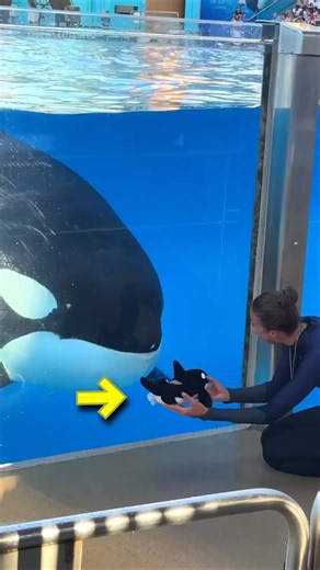 This Girl Has the World’s Smartest Dolphin! 🐬🧠😱 #Shorts