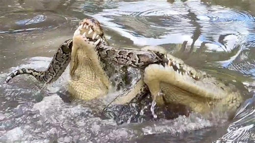 Crocodiles eat python! Tug of war