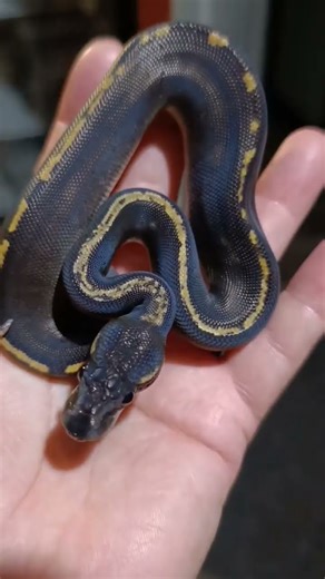 GHI Mojave Black head Ball python