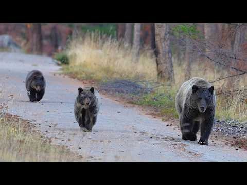 Grizzly Mum Poe and Her Cubs are still Roaming