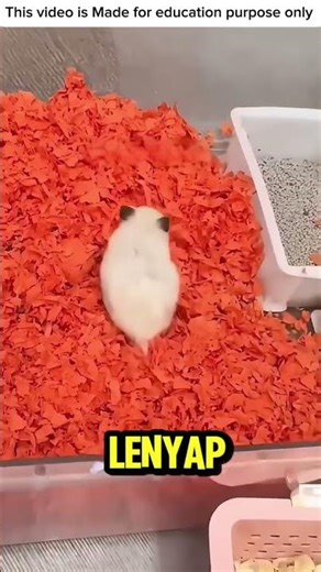 HAMSTER INI SUKA TERJEBAK❗️#videoviral #hewanlucu #hamster