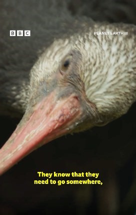 Is this the best job in the world? These ibis chicks need their human foster mums to show them how to migrate. #PlanetEarth3 #Nature #Wildlife #Birds #Throwback Planet Earth III: Our home - thrilling, mind-blowing, and full of hope. David Attenborough shares amazing stories of the wonders of the planet. There's always more to discover. | BBC One