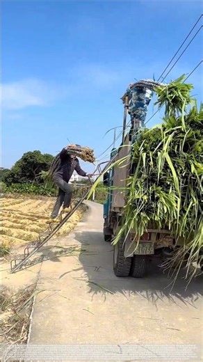Manual loading process of black sugarcane onto trucks.