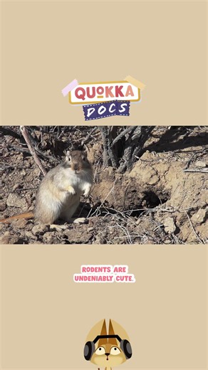 Rodents and their amazing skills 😮 💫 Watch this full episode of Quokka Docs on Angel 🎞️ 🐿️