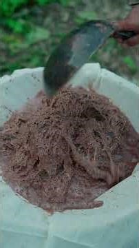 橘酿葛根粉 Orange-fermented Kudzu Root Powder#SpringOnShorts