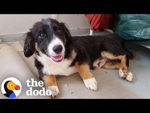 Puppy Found Alone In Empty Building Takes 5 Days To Trust His Rescuer | The Dodo