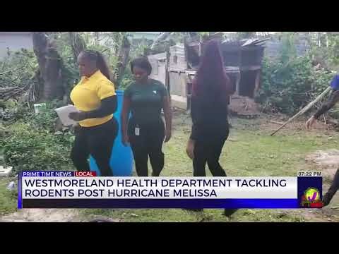 Westmoreland Health Department Tackling Rodents Post Hurricane Melissa | TVJ News