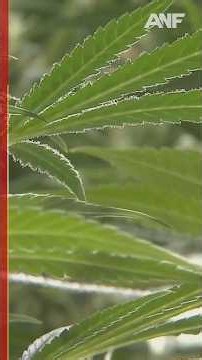 Georgia considers allowing medical marijuana to be mailed to patients