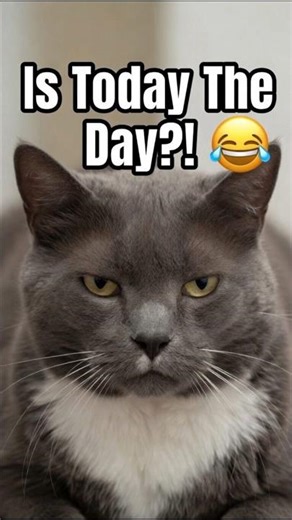 Day 319: Will My Grumpy Cat Finally Do Something?!😸