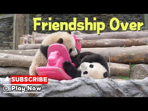 Friendship Lasted Two Seconds | iPanda