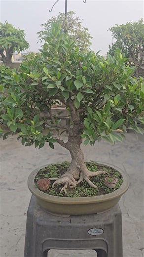 Ficus microcarpa #bonsai #bonsailovers #bonsaiindonesia #penjing