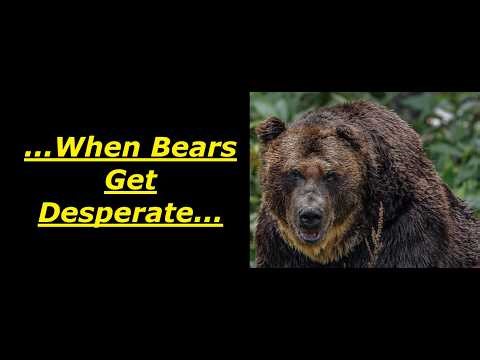 Scary Bear Attacks: 27 Minutes Of Bear Attacks That Will Keep You On The Edge Of Your Seat